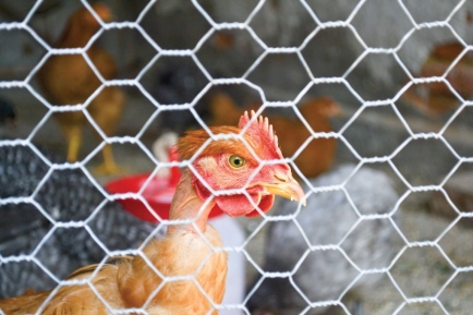 Comment bien choisir sa clôture pour poules ?