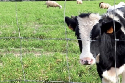 Comment bien choisir sa clôture agricole ?