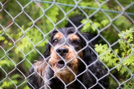 Comment clôturer son jardin pour empêcher un chien de s’échapper ?